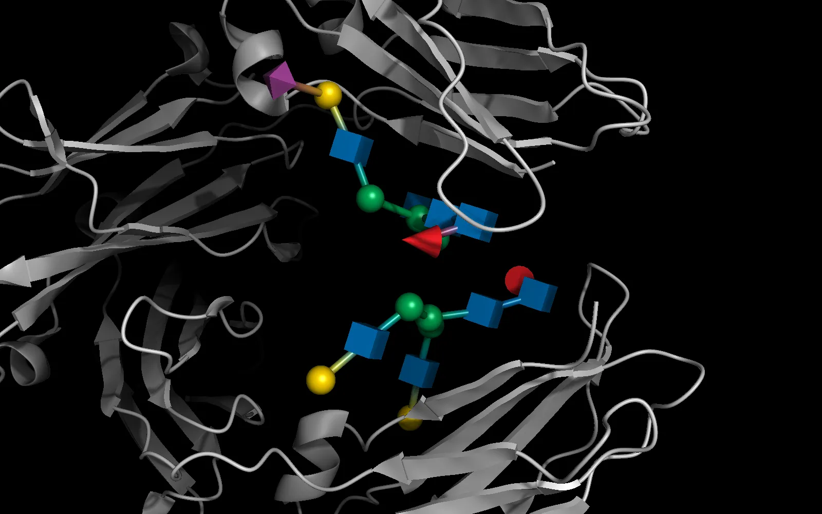 Grey cartoon of a sialylated IgG Fc with its two N-glycans drawn as SNFG symbols: blue cubes for GlcNAc, green spheres for mannose, yellow spheres for galactose, red cones for fucose and a purple diamond for sialic acid, joined by linker sticks