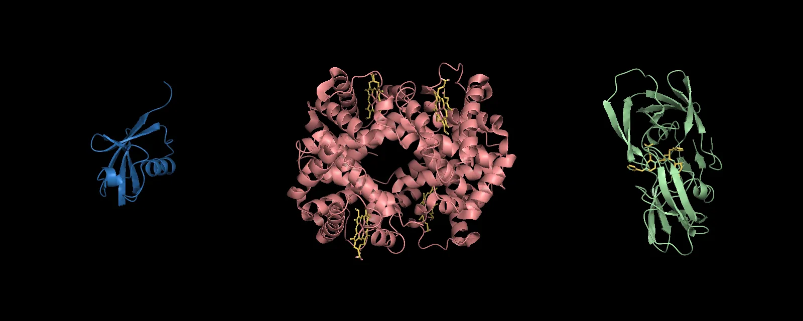 Three structures side by side on black, each in its own panel: blue ubiquitin, salmon hemoglobin with yellow hemes, and green HIV protease with its inhibitor
