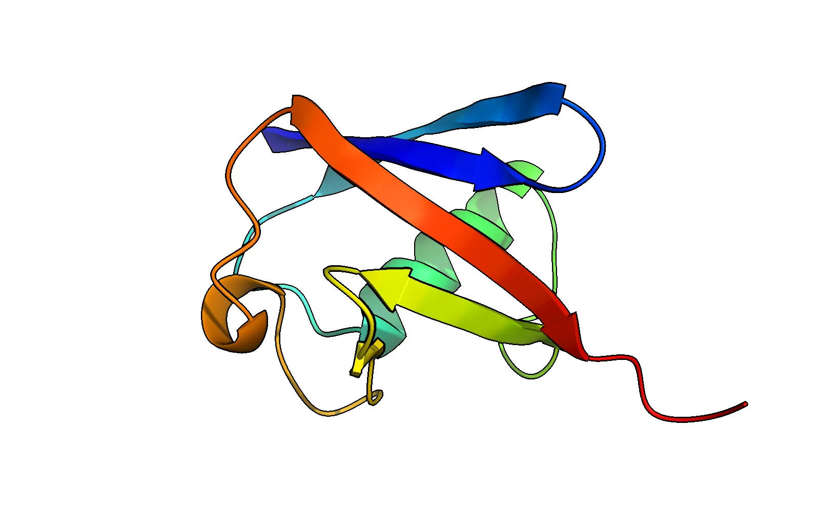 Rainbow cartoon of ubiquitin on a white background, every ribbon edge traced by a thin black contour line